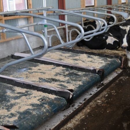 Cubicles with beddings and calves