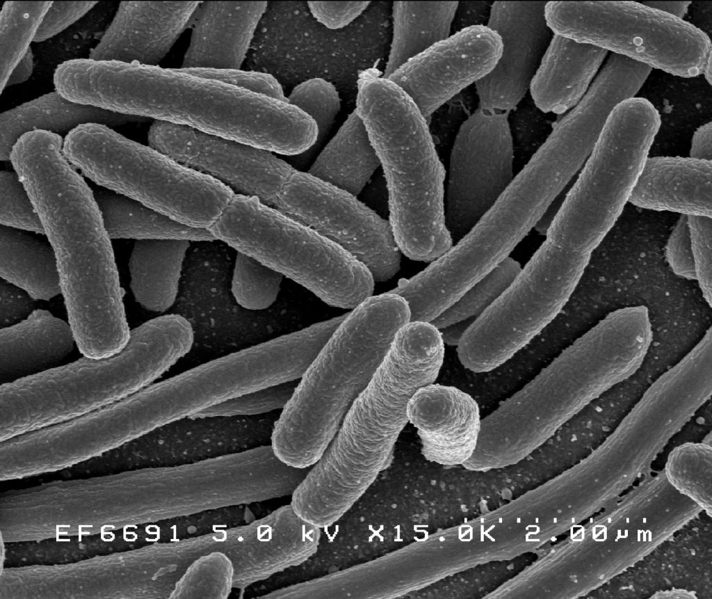 Bakteriologi / Bacteriology