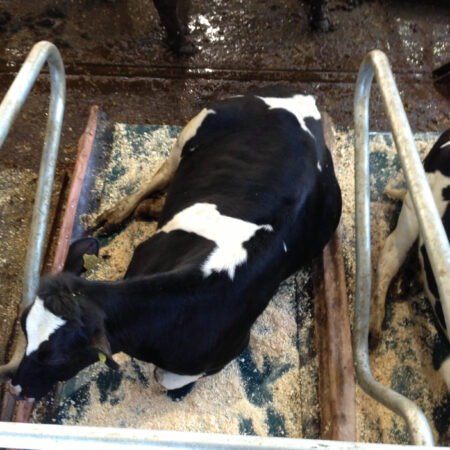 A calf on a cubicle